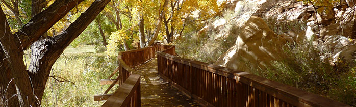 Wooden path through a riparian desert forest