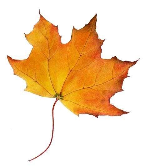 maple leaf