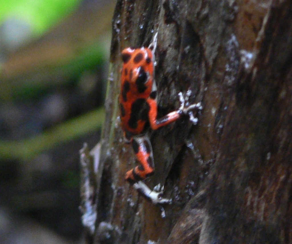 Red dart frog