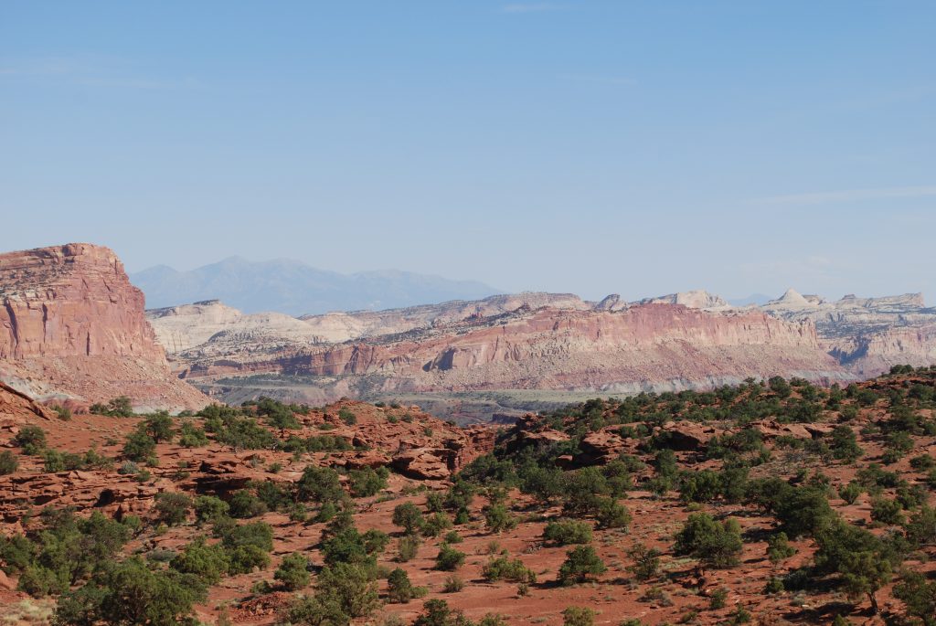 desert of many colors and green pygmy trees