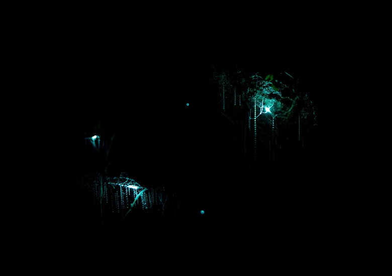 glowworms