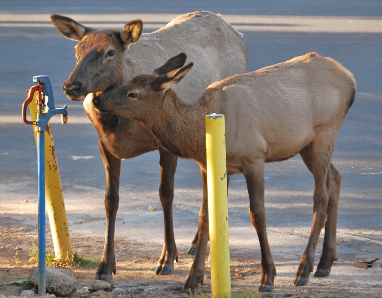 two elk standing near water spigot