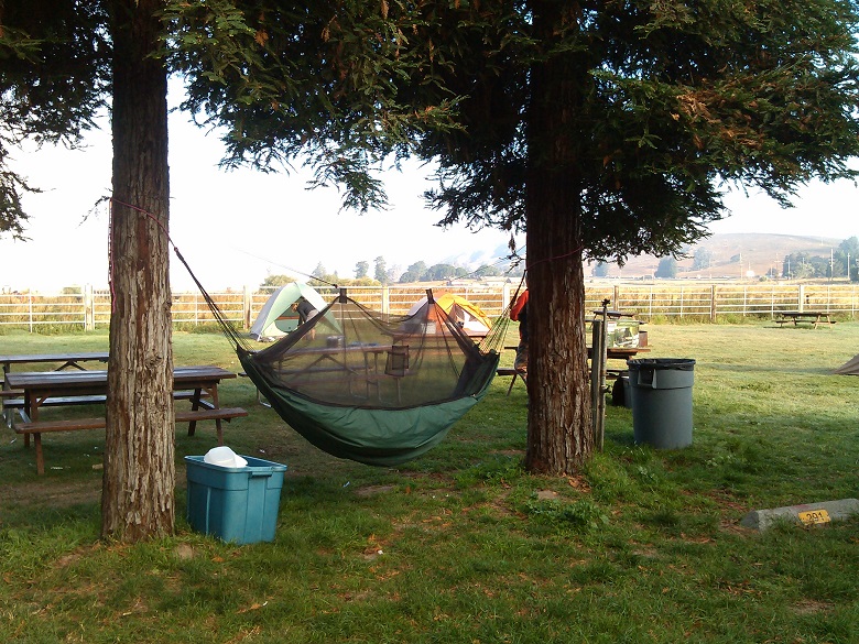 hammock strung between two pine trees with two tents in the background on a grassy area