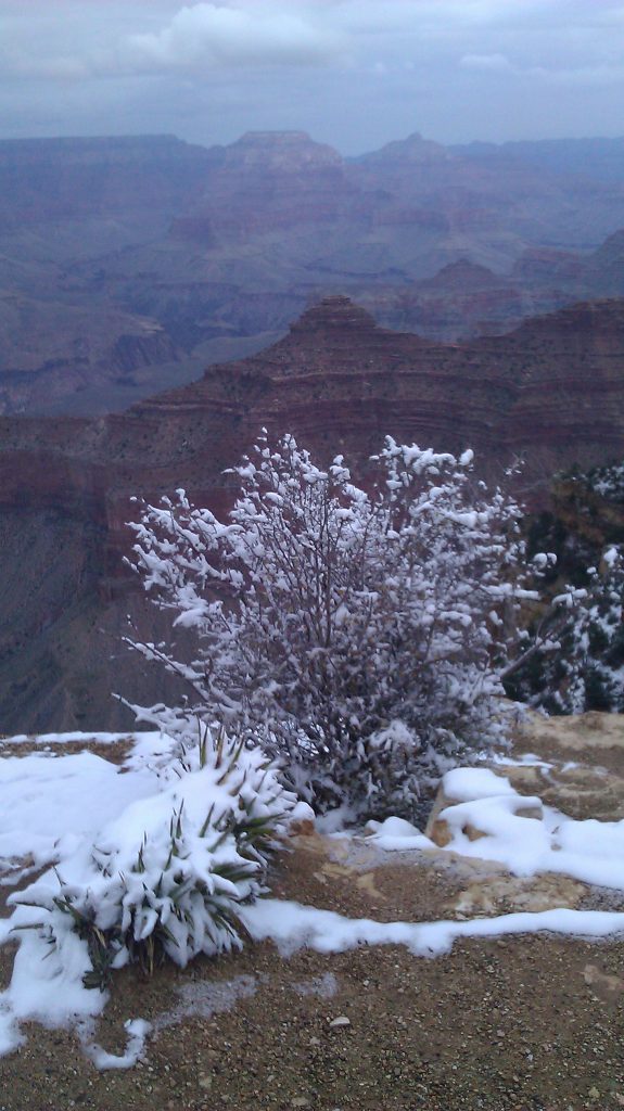 Snow on bush with majestic view