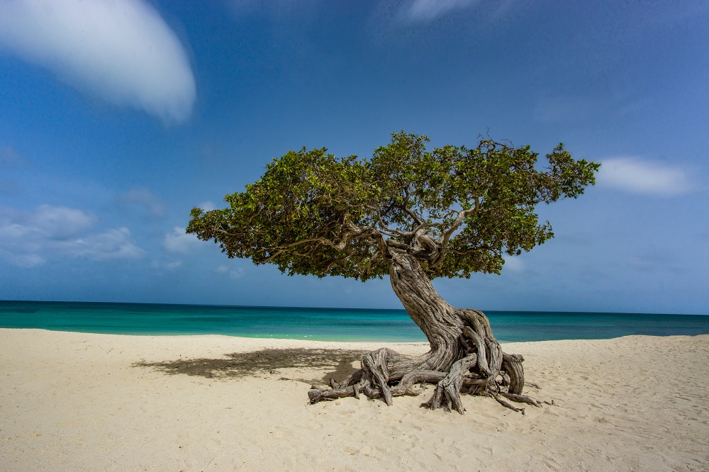 bonzai tree on white-sand beach