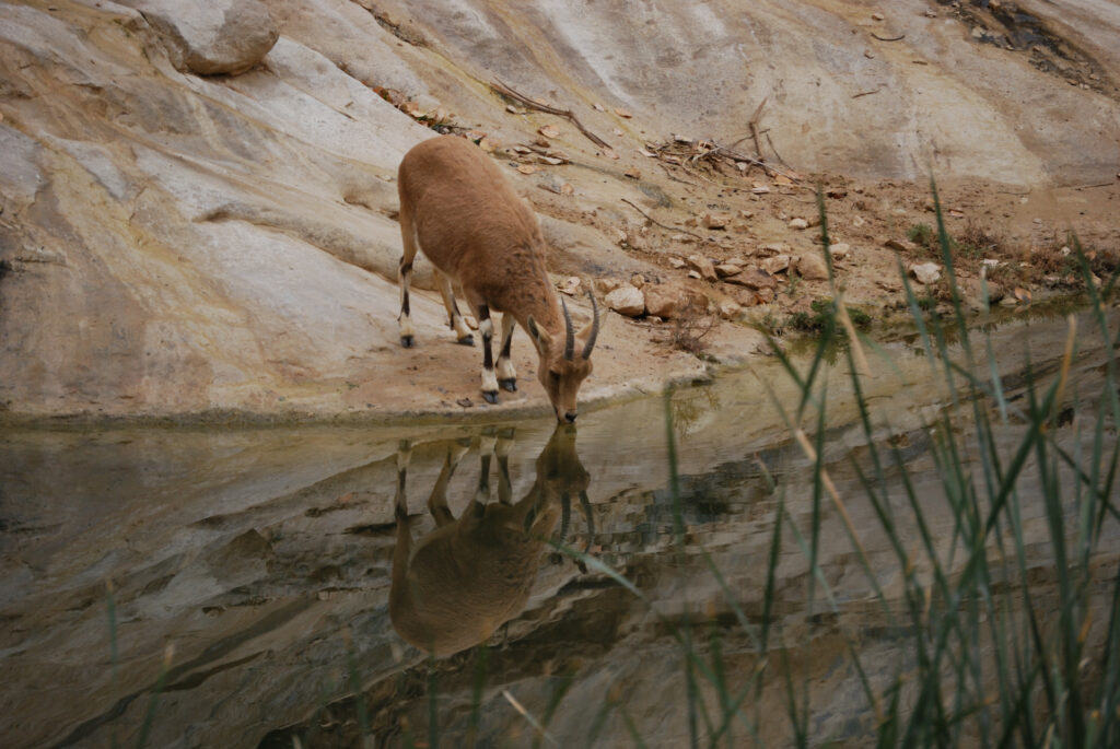 ibex drinking water