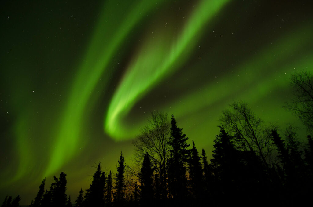 green northern lights aurora borealis above treetops