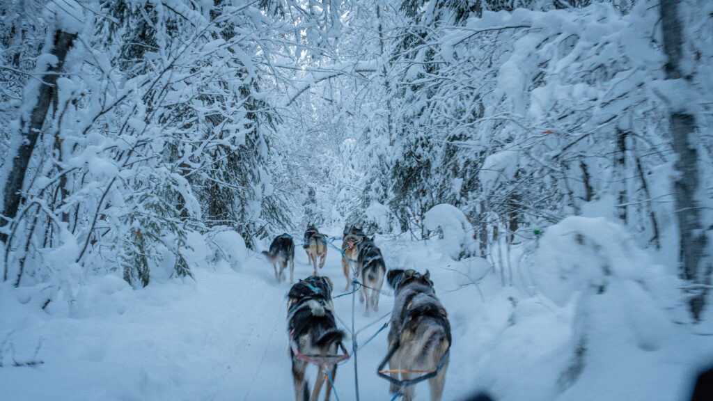 dogs connected with rope running in snowy forest